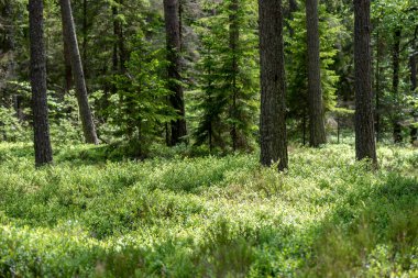 güneşli bir gün ağaç gövdeleri ile taze yeşil yaz orman yeşillik