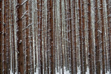 deep snow in forest in winter. overcast day