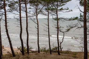 kumlarda yalnız ağaçlar ve kayalar ile sonbahar boş deniz Plajı. bulutlu gün