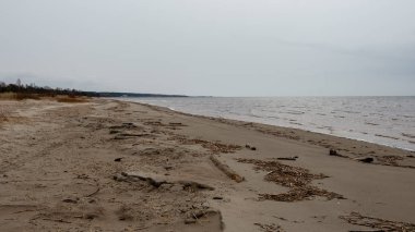 kumlarda yalnız ağaçlar ve kayalar ile sonbahar boş deniz Plajı. bulutlu gün