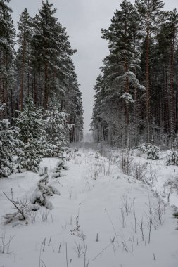 deep snow in forest in winter. overcast day
