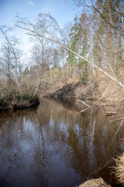 Baharda kirli orman Nehri. su eski ağaç gövdeleri ve kalan ile kontamine