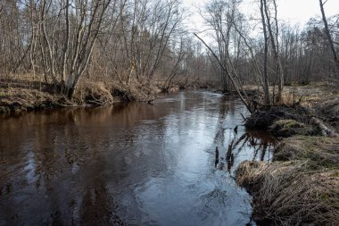 Baharda kirli orman Nehri. su eski ağaç gövdeleri ve kalan ile kontamine