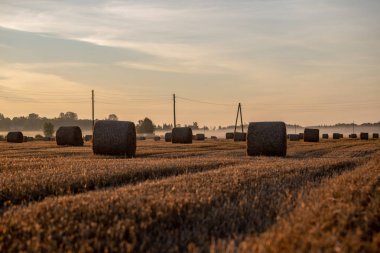 arka planda güneş ışınları ve sis ile kırsal sonbahar havalarda alanda kuru saman rulo. sabah erken ülke sahne