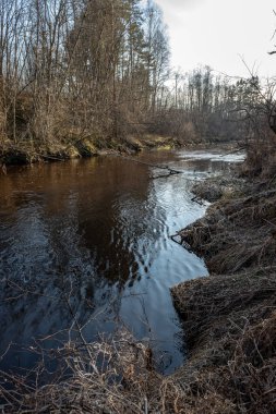 Baharda kirli orman Nehri. su eski ağaç gövdeleri ve kalan ile kontamine