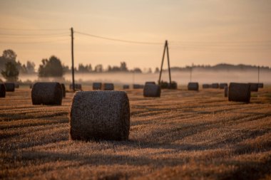 arka planda güneş ışınları ve sis ile kırsal sonbahar havalarda alanda kuru saman rulo. sabah erken ülke sahne