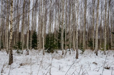 deep snow in forest in winter. overcast day