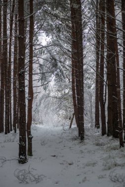 deep snow in forest in winter. overcast day