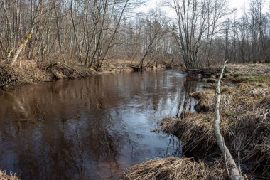 Baharda kirli orman Nehri. su eski ağaç gövdeleri ve kalan ile kontamine
