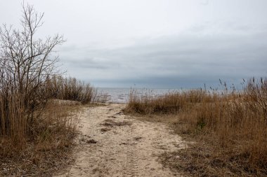kumlarda yalnız ağaçlar ve kayalar ile sonbahar boş deniz Plajı. bulutlu gün