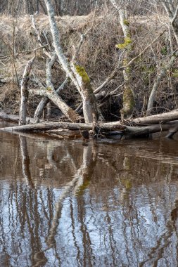 Baharda kirli orman Nehri. su eski ağaç gövdeleri ve kalan ile kontamine