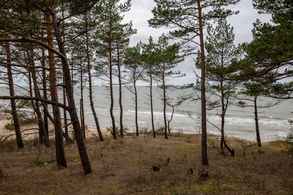 Üres Tengerparti Strand Ősszel Magányos Fák Sziklák Homok Borús Nap — Stock Fotó