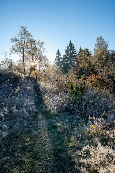 Primera Helada Invierno Luz Del Amanecer Campo Hojas Árboles Helados — Foto de Stock