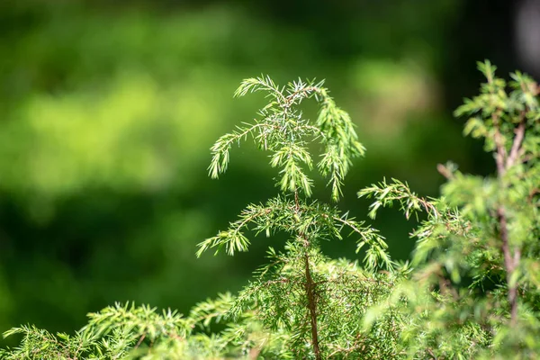 Follaje Verde Fresco Del Bosque Verano Con Troncos Árbol Día —  Fotos de Stock