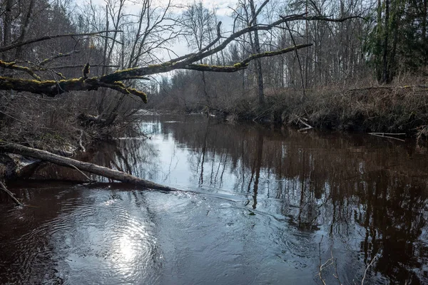 Dirty Forest River Het Voorjaar Water Dat Met Oude Boomstammen — Stockfoto