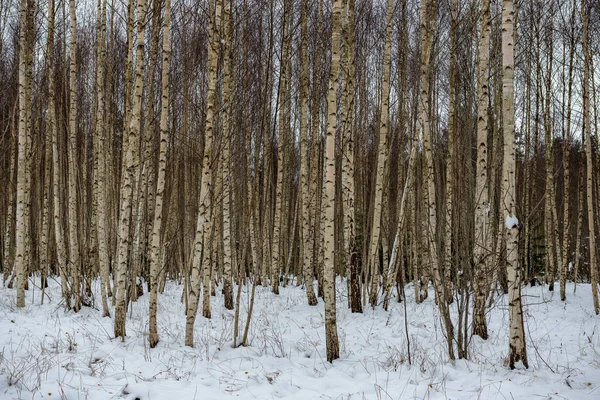 Neve Profonda Nella Foresta Inverno Giorno Coperto — Foto Stock