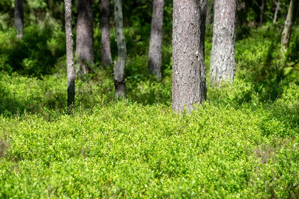 Fogliame Verde Fresco Della Foresta Estiva Con Tronchi Albero Nella — Foto Stock