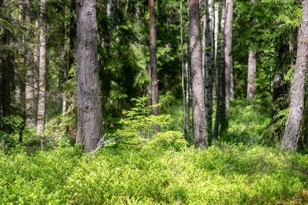 Свежая Зеленая Летняя Лесная Листва Стволами Деревьев Солнечный День — стоковое фото