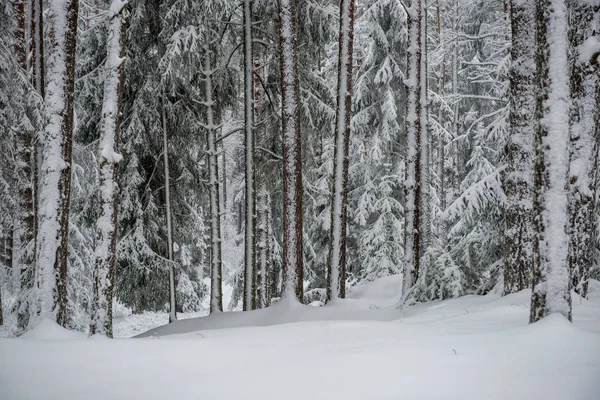 Zimą Głęboki Śnieg Lesie Dzień Zachmurzenie — Zdjęcie stockowe