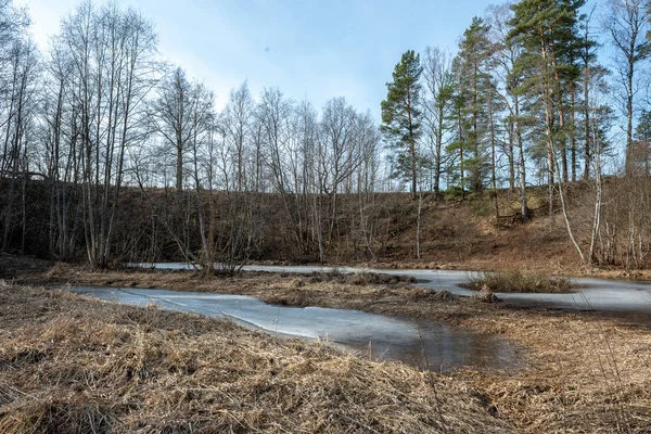 Smutsig Skogsälv Våren Vatten Förorenat Med Gamla Träd Stammar Och — Stockfoto