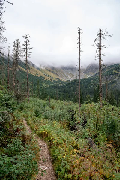 Szlaki Turystyczne Słowacji Tatrach Jesienią Pochmurna Sceneria Szczyty Górskie Mgłą — Zdjęcie stockowe