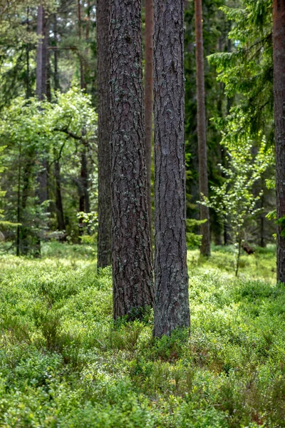 Свіже Зелене Літнє Листя Лісу Стовбурами Дерев Сонячний День — стокове фото