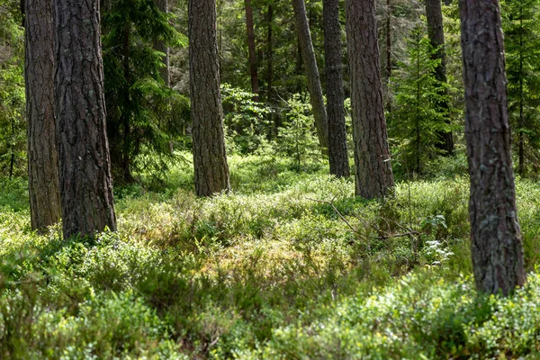 Feuillage Vert Frais Forêt Été Avec Troncs Arbres Dans Journée — Photo