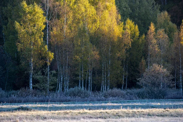 Erster Winterfrost Sonnenaufgangslicht Auf Dem Land Frostiges Laub Und Gras — Stockfoto