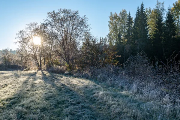 田舎の日の出の光の最初の冬の霜 背景に秋の色の木とフィールドの冷ややかな木の葉と草 — ストック写真