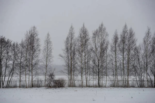 Βαθύ Χιόνι Στο Δάσος Χειμώνα Συννεφιασμένη Μέρα — Φωτογραφία Αρχείου