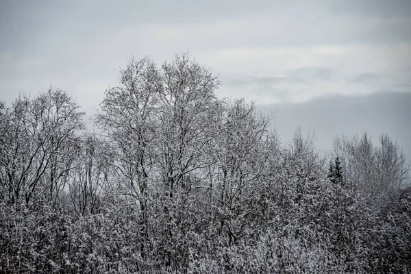 Neve Profunda Floresta Inverno Dia Nublado — Fotografia de Stock
