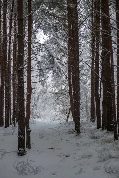 Djup Snö Skogen Vintern Mulen Dag — Stockfoto