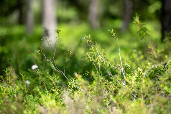 Свіже Зелене Літнє Листя Лісу Стовбурами Дерев Сонячний День — стокове фото