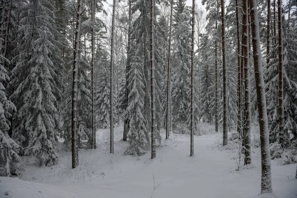 Neve Profonda Nella Foresta Inverno Giorno Coperto — Foto Stock