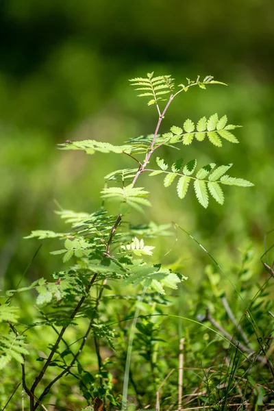 Frisches Grünes Laub Sommer Mit Baumstämmen Sonnigen Tagen — Stockfoto