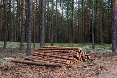 taşıma için yığınlar ormanda ağaç gövdeleri woodlog kesti