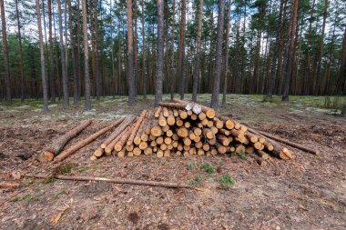 taşıma için yığınlar ormanda ağaç gövdeleri woodlog kesti