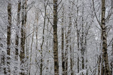 deep snow in forest in winter. overcast day