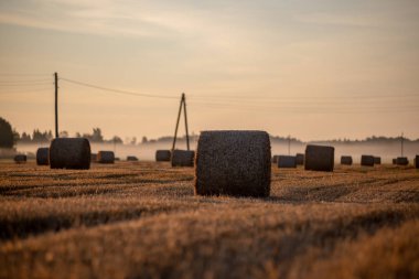 arka planda güneş ışınları ve sis ile kırsal sonbahar havalarda alanda kuru saman rulo. sabah erken ülke sahne