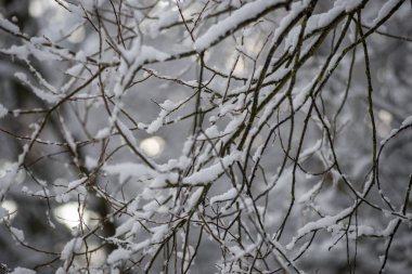 deep snow in forest in winter. overcast day