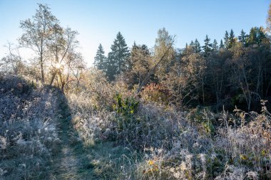 kırsalda gündoğumu ışığında ilk kış Don. arka planda sonbahar renkli ağaçlar ile alanlarda Frosty ağaç yaprakları ve çim