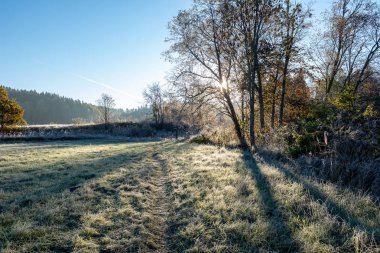 kırsalda gündoğumu ışığında ilk kış Don. arka planda sonbahar renkli ağaçlar ile alanlarda Frosty ağaç yaprakları ve çim