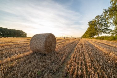 arka planda güneş ışınları ve sis ile kırsal sonbahar havalarda alanda kuru saman rulo. sabah erken ülke sahne