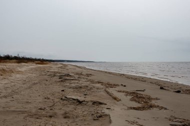 kumlarda yalnız ağaçlar ve kayalar ile sonbahar boş deniz Plajı. bulutlu gün