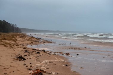 kumlarda yalnız ağaçlar ve kayalar ile sonbahar boş deniz Plajı. bulutlu gün