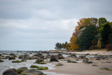 kumlarda yalnız ağaçlar ve kayalar ile sonbahar boş deniz Plajı. bulutlu gün