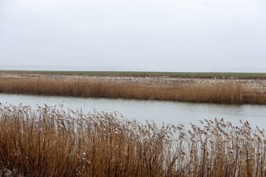 Baharda kirli orman Nehri. su eski ağaç gövdeleri ve kalan ile kontamine