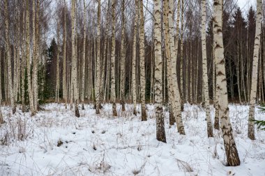 deep snow in forest in winter. overcast day