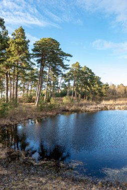 Baharda kirli orman Nehri. su eski ağaç gövdeleri ve kalan ile kontamine