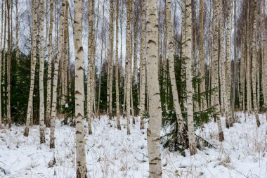 deep snow in forest in winter. overcast day